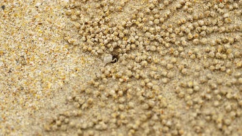 Small Ghost Crab Making Sand Ball