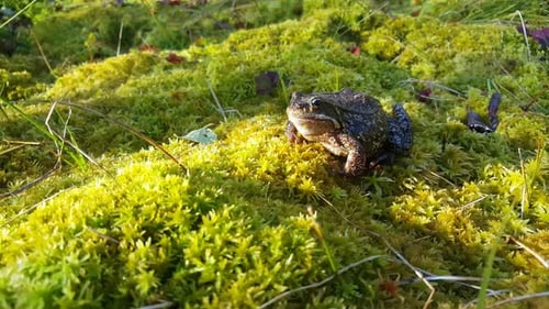 European common frog at Moysalen National Park