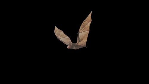 Fly Bat with Alpha Channel