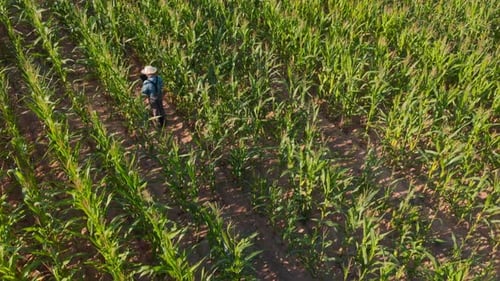 Farmer Walking Through Cornfield Holding Gadget Tablet Top View
