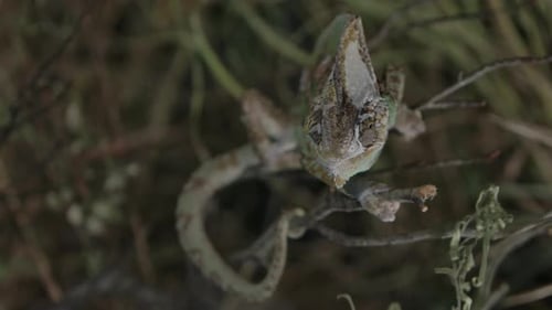 Caméléon se nourrissant en captivité avec des maîtres-chiens au Ralenti