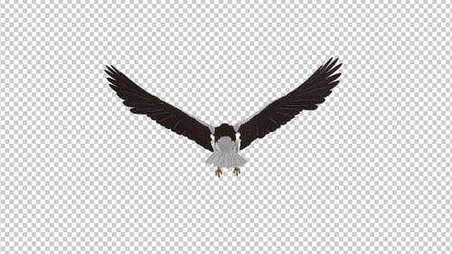 Sea Eagle - 4K Flying Loop - Rückansicht