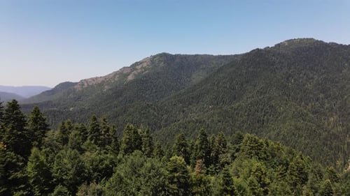Bosque de montaña