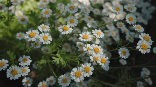 Daisies Blooming in a Field, Close-Up View