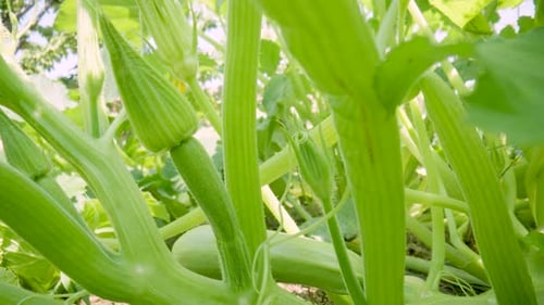 Grüne Zucchinibüsche mit jungen Früchten und einer Blume, verschlungen mit einer lockigen Ranke