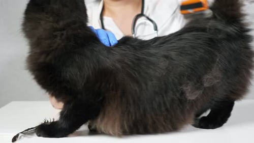 Veterinarian Grooming Black Cat Fur with Brush