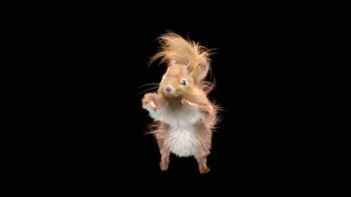 Squirrel Dancing HD