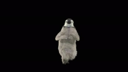 Penguin Dancing 4K