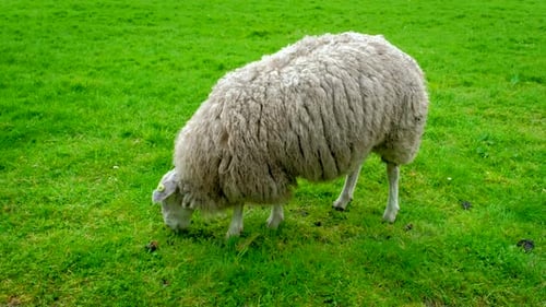 Sheep Gazing on Meadow