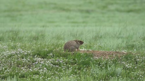 Echtes wildes Murmeltier auf einer Wiese mit grünem frischem Gras bedeckt