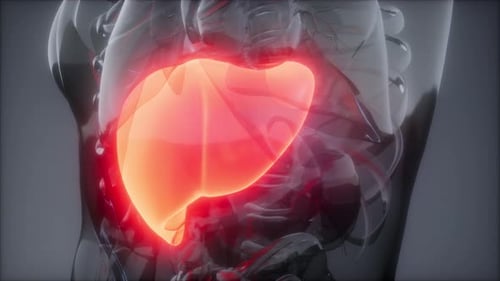 Human Liver Radiology Exam