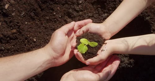 Hands Hold Seedling Over Soil in Sunlight