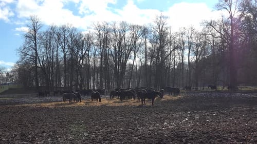 Muddy Field with a Sprinkle of Snow on the Ground, Herd of Black Horses Eats in the Background.