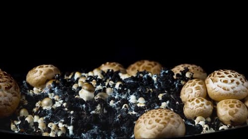 Mushrooms Growing in Time Lapse Footage