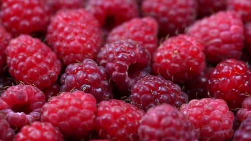 Vibrant Red Raspberries Fresh and Delicious Close Up
