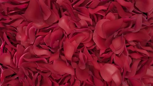 Romantic Red Rose Petals Reveal Transition