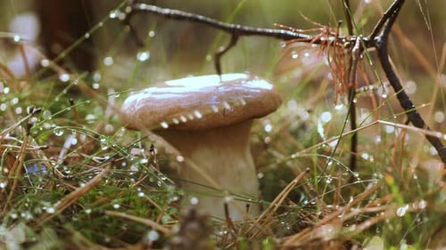 Mushroom Boletus In a Sunny Forest in the Rain
