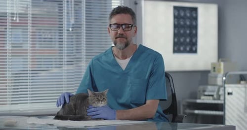 Veterinarian Petting Calming Gray Cat in Clinic