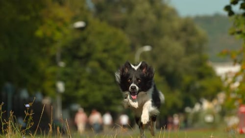 Border collie dog running, Ultra Slow Motion
