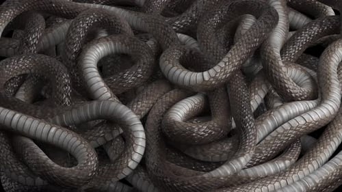 Serpents tortillants en boucle