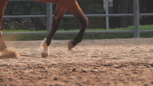 Horse legs gallop in slow motion