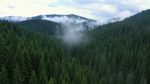 Flying Over The Cloudy Evening Forest 13