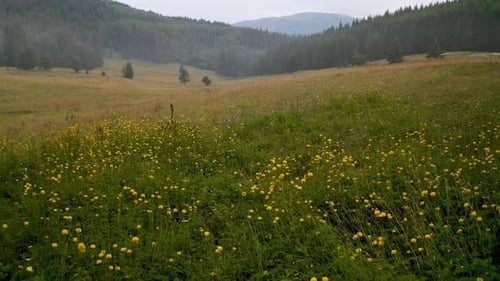 Video of a picturesque summer meadow with wild yellow peonies