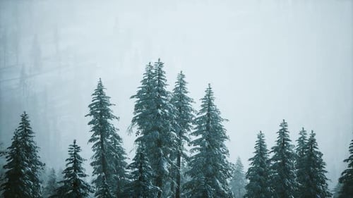Cinematic Winter Forest with Snow-Covered Trees and Misty Atmosphere