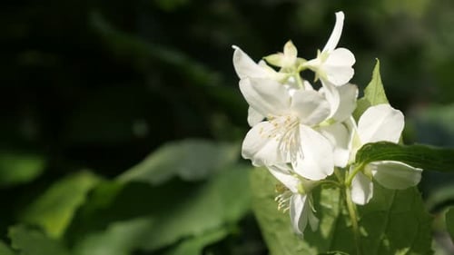 Close-up of sweet mock-orange plant 4K 2160p 30fps UltraHD footage - Philadelphus coronarius flower