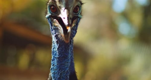 Close up of Southern Cassowary eating a cherry tomato, slow motion
