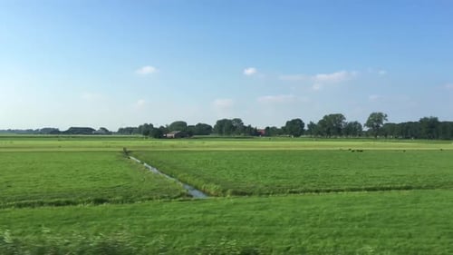 Cows Grazing in Sunny Green Pasture