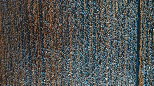 AERIAL: Flying Above Ploughed Farm Land in Evening In Early Spring