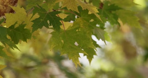 Windige Natur