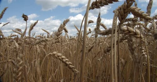Ripe Ears Of Wheat On The Field At Sunset