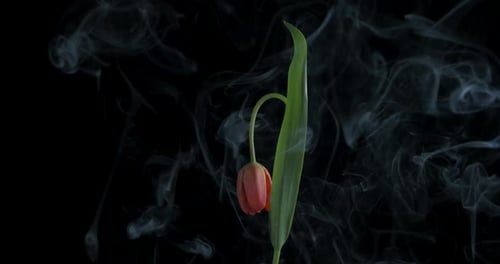 Blumengefühle auf schwarzem Hintergrund.