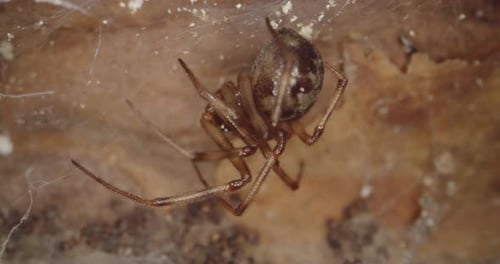 Spider Moving on Its Web