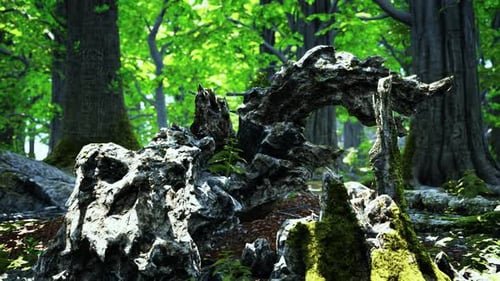 Forest Landscape with Old Massive Trees and Mossy Stones