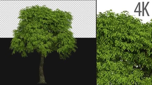 Pseudo Camellia Tree