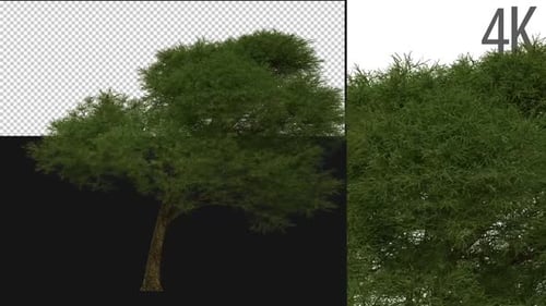 Animated Green Tree Alpha Channel Loop