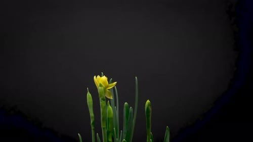Time Lapse of Yellow Daffodils Blooming