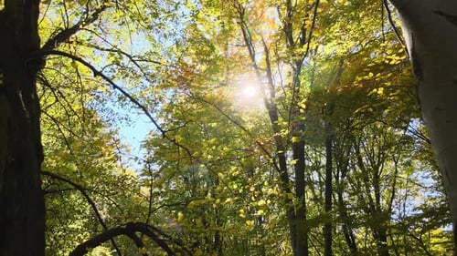 Brightly Illuminated with Sunlight Beams Green Forest with Lush Trees at Autumn Sunrise