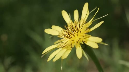 Close-up of meadow salsify slow-mo 1080p FullHD footage - Tragopogon pratensis flower slow motion