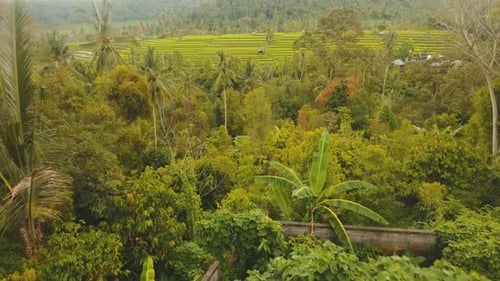 Terrace Rice Fields BaliIndonesia