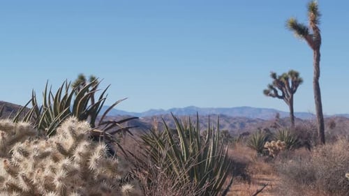 Wüstenpflanzen Kaktus im Joshua Tree Nationalpark California Valley Wilderness