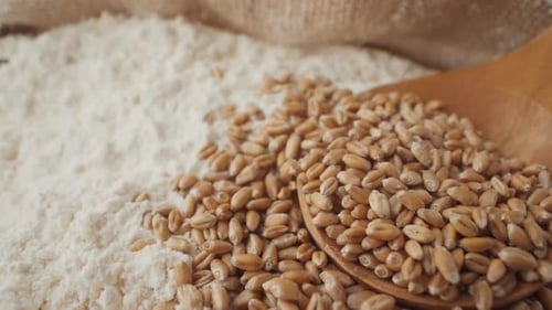 Wheat Kernels and Flour on Wooden Spoon