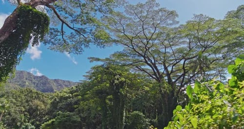 Lush Green Tropical Forest Canopy on Sunny Day