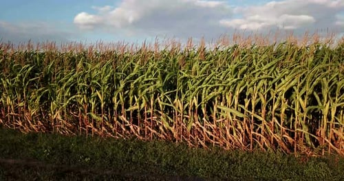 A Green Field of Corn Growing Up Beautiful Corn