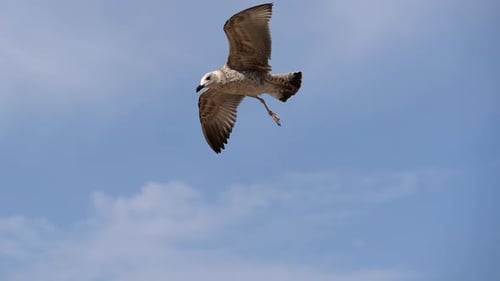 Bird Flying in Sky During Daytime