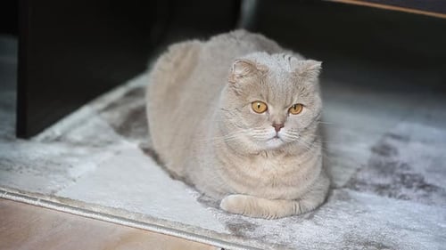 Cute Curious Scottish Fold Cat entspannt sich zu Hause auf dem flauschigen Teppich Nahaufnahme Porträt