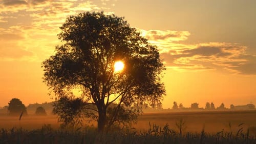 Tree Silhouetted in Golden Sunlight During Sunrise